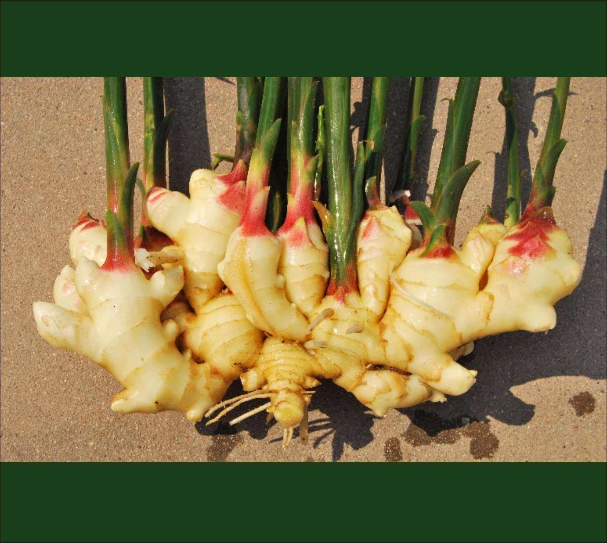 为什么用生姜泡酒喝?坚持1周,手脚不冷了,连痛经都消失了