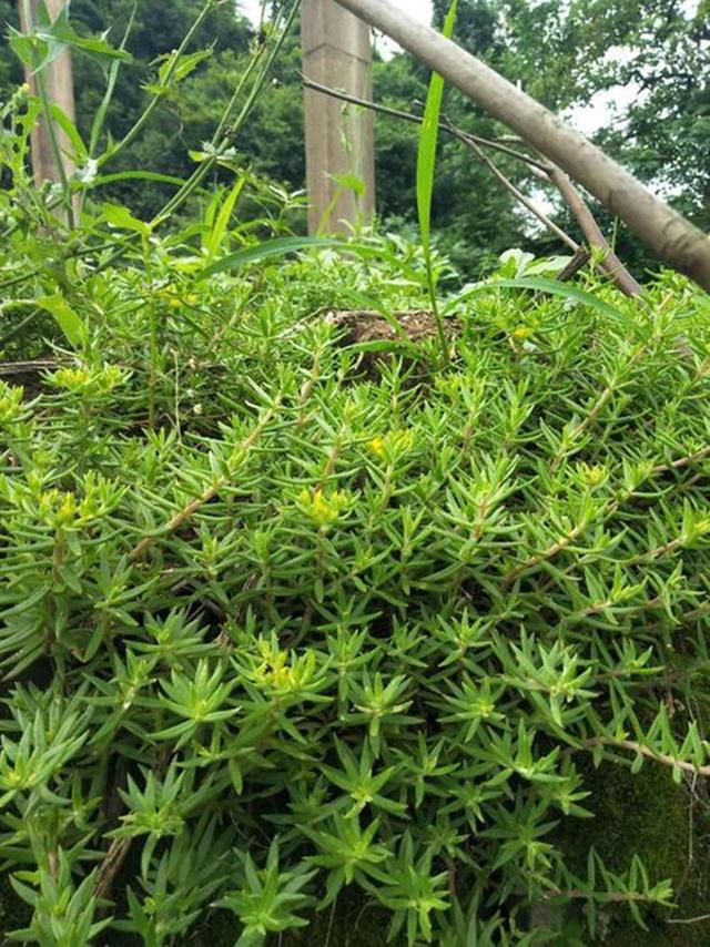 介绍一种农村里常见的植物～垂盆草,又叫狗牙半支,狗牙瓣,鼠牙半支,石