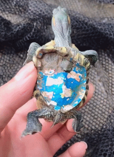 乌龟被染上漂亮颜色,过后不久龟发生变化,遭人厌烦抛弃|乌龟|龟|染色