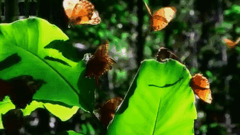 金平蝴蝶谷上亿只蝴蝶宝宝即将破茧成蝶