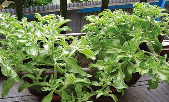 家庭盆栽多肉植物就养殖冰叶日中花可看可吃可当肥皂