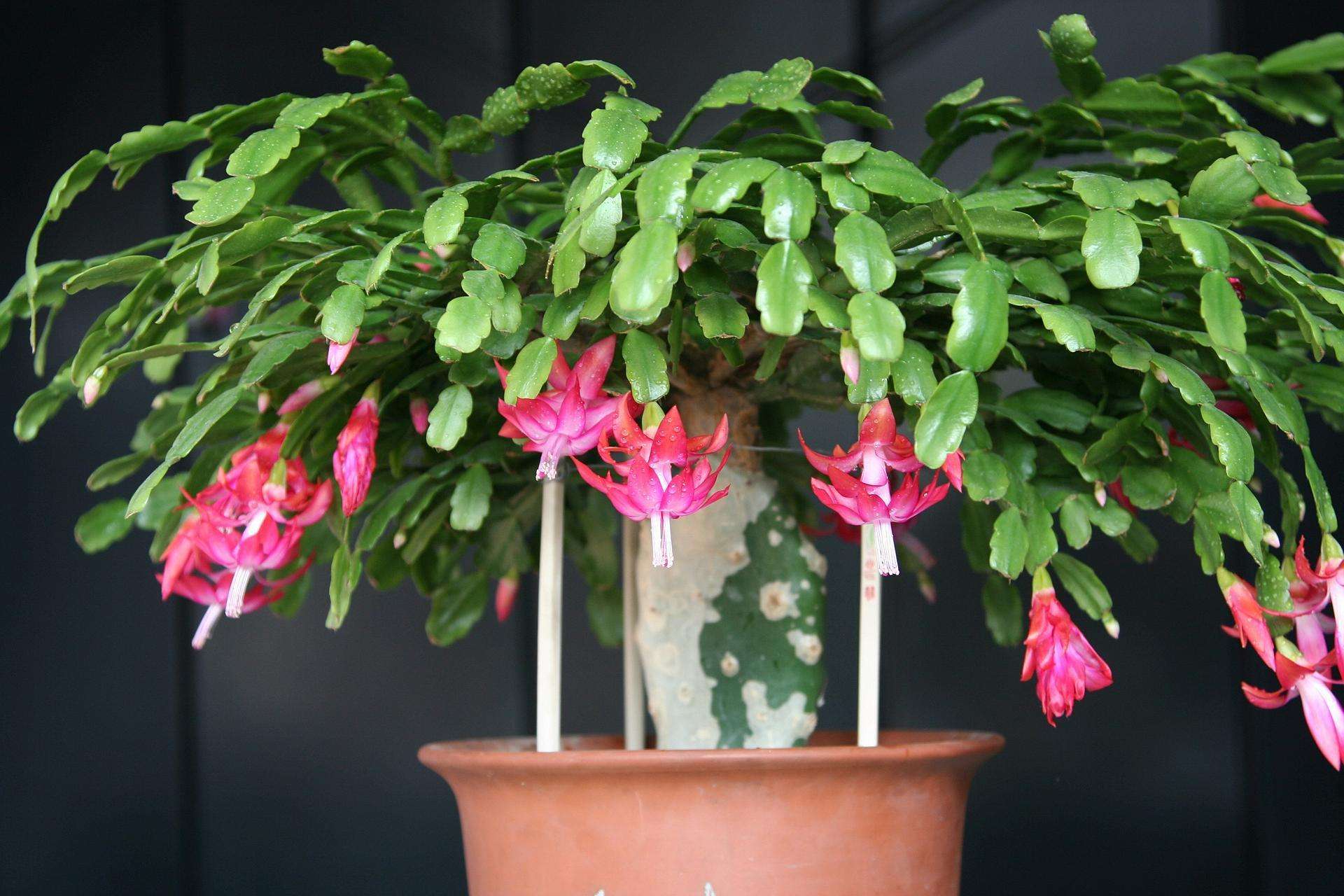 蟹爪兰夏季不控水,不但烂叶还容易烂根!