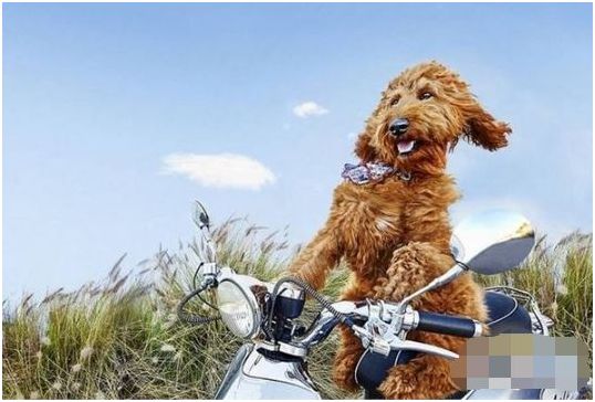 你见过骑摩托车的泰迪犬,穿着呢大衣, 戴领结的兔子,或是头顶水晶冠