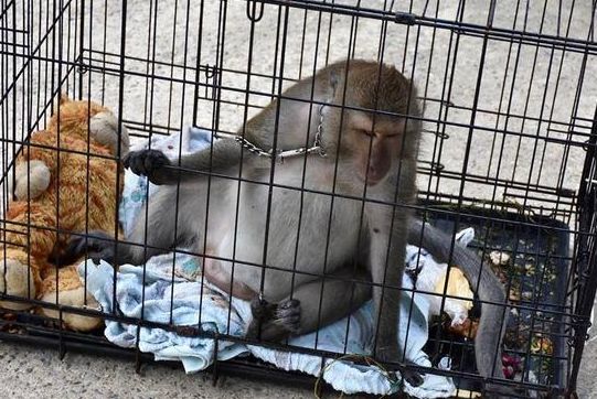 从小饲养的猴子长大后对主人极具攻击性,野生动物根本不能当宠物