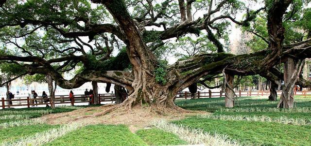 中国8大千年古树,最老一棵4000岁,世所罕见!