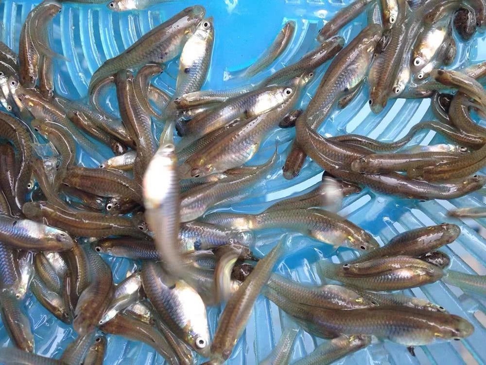 我国为控蚊患引入,如今却将它列入黑名单|南方|食蚊鱼|蚊子_新浪新闻