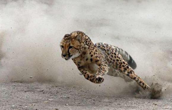 猎豹朝树下午休的男人狂奔而去,速度极快吓坏路人,结局却很温馨