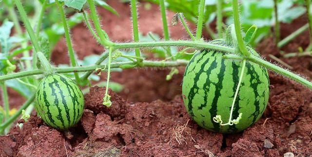 西瓜疯了,不知道跑哪了!光长秧子怎么办?