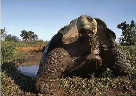 自然界里寿命最长的10只动物,科学家:动物界里的"老寿星"!