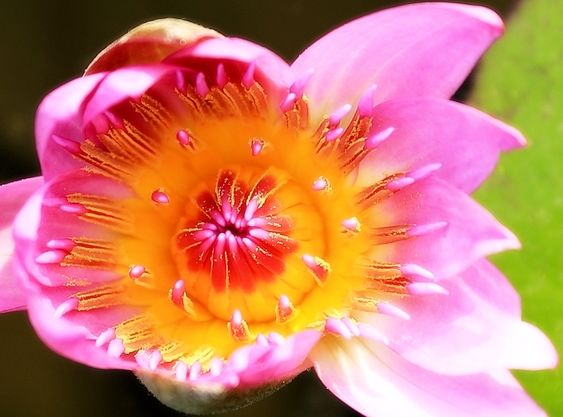 4属相迎来开门红鸿运当头日子风生水起