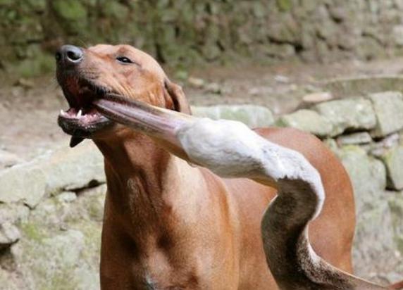 狗和鹈鹕抢食吃一口咬住鹈鹕的嘴本胜券在握可下秒却丢人了