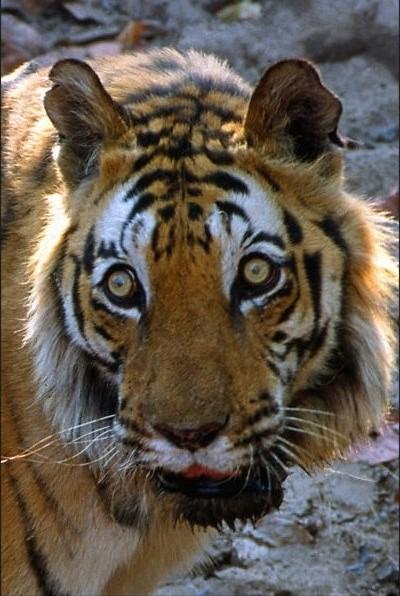 老虎,统治领地十年之久,最终死于外孙之手|查吉尔|巴尔卡|虎王_新浪