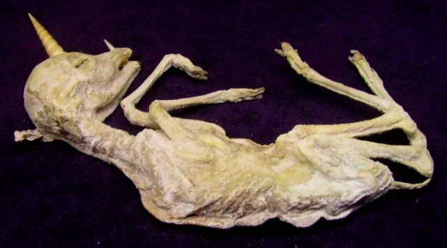 真的有独角兽的存在吗?科学家给出答案