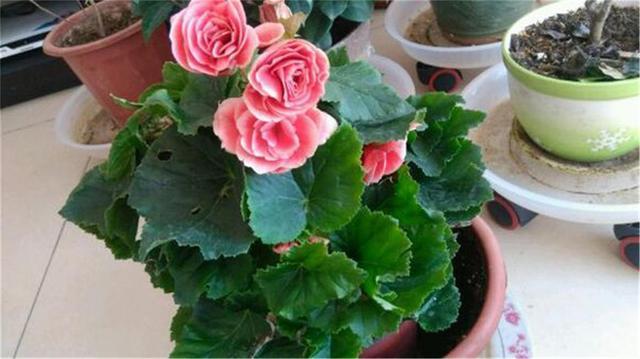 海棠花怎么养才长得好(海棠花怎么养才长得好 盆栽桂花的养殖方法)