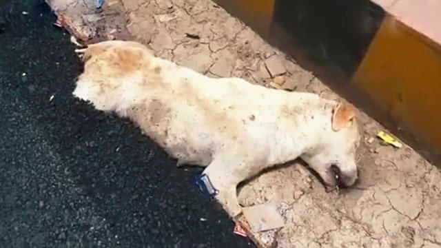 熟睡的狗狗半截身子被封入沥青路,它在痛苦挣扎时,却无人能帮它
