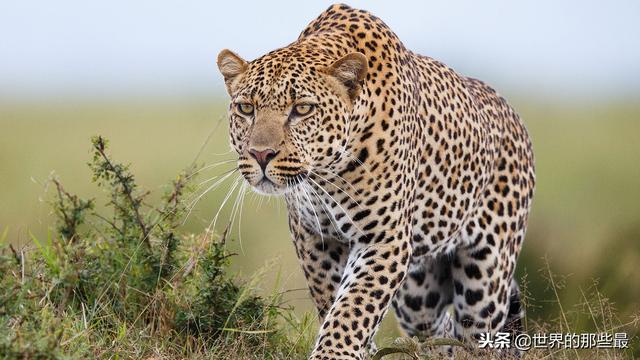 但是在亚洲的一些地方也有分布,两地的叫法不一样,在非洲草原的叫花豹