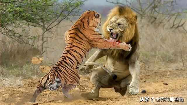 为什么狮虎斗中小型老虎都能赢雄狮?关键点在这两个部位上