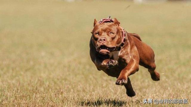 多少条比特犬加起来才能打赢老虎?|比特犬|猛犬|野猪_新浪新闻