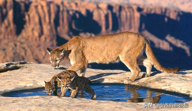 里的弱者:它嚣张过一段时间,直到猛犬来了|亚科|美洲狮|雪豹_新浪新闻