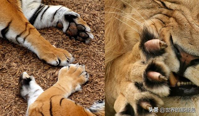 雄狮|爪子|体型_新浪新闻