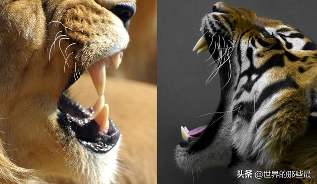 雄狮|爪子|体型_新浪新闻