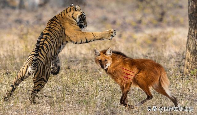 老虎喜欢躺地上打架,是示弱还是憋大招?与狼相比有何优势?