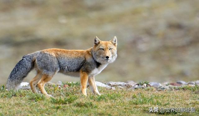 高原上"脸特胖"的犬科动物,没雪豹强,却比它作用更大