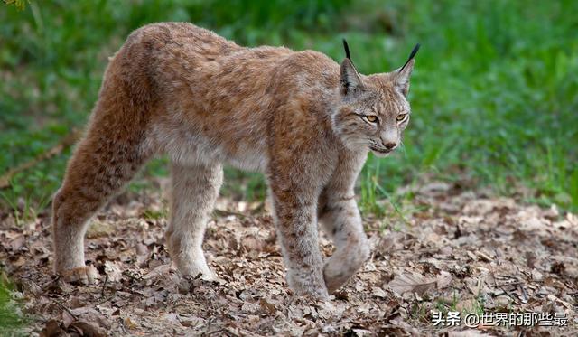 最悲催的猫科动物之一虽然外表可爱却被当成恶魔遭到大肆捕杀
