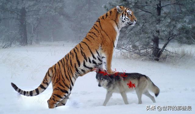 老虎的灭绝对环境有什么影响看新疆的狼灾就知道了