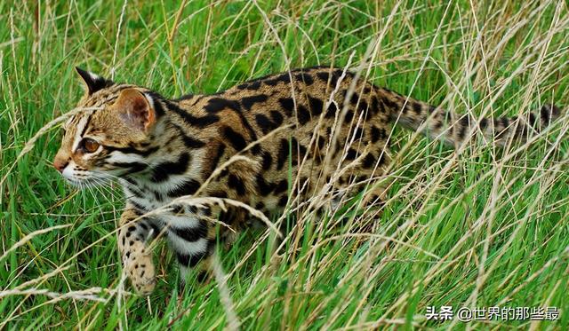 抓鸡虎:一种喜欢"吃鸡"的猫科动物,有着剑齿虎的特征