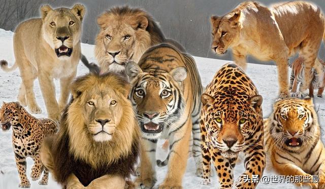 比如老虎,狮子,美洲豹等等大猫都是大自然里面最强悍的捕食者之一