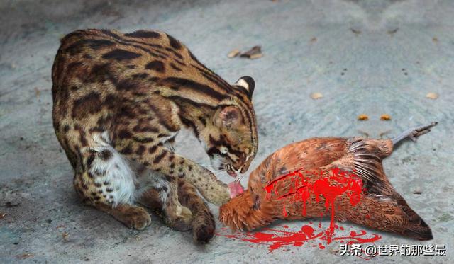 抓鸡虎:一种喜欢"吃鸡"的猫科动物,有着剑齿虎的特征