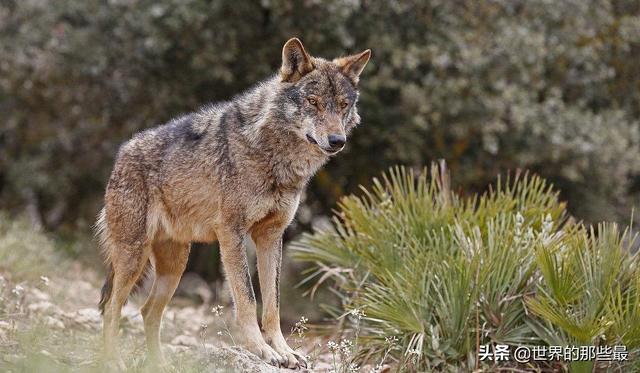 大自然裡存在狽這種動物嗎?它們主要生活在我國哪些省份?