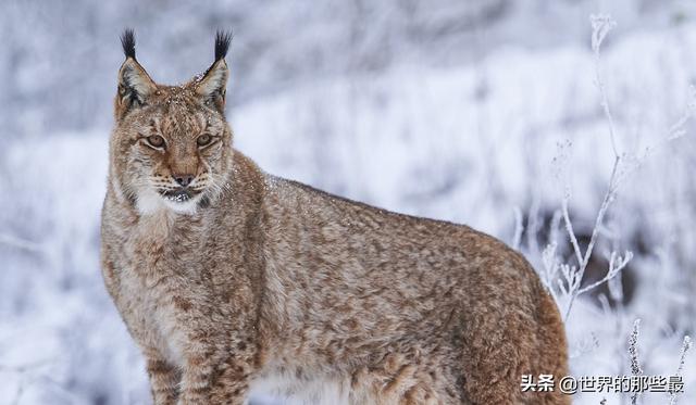 这种猫科动物被称为小老虎农村亦称野狸子体型小却很凶悍