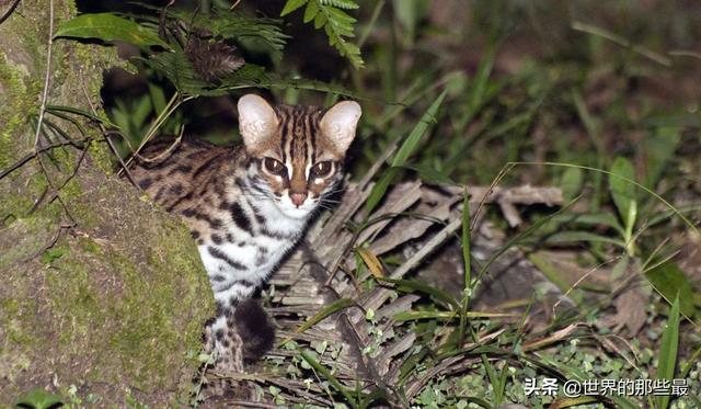 抓鸡虎:一种喜欢"吃鸡"的猫科动物,有着剑齿虎的特征
