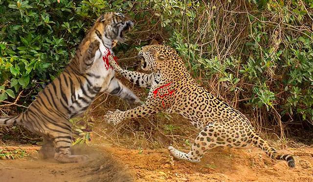 豹子会咬死小老虎,那它会不会对年老的虎发动攻击?