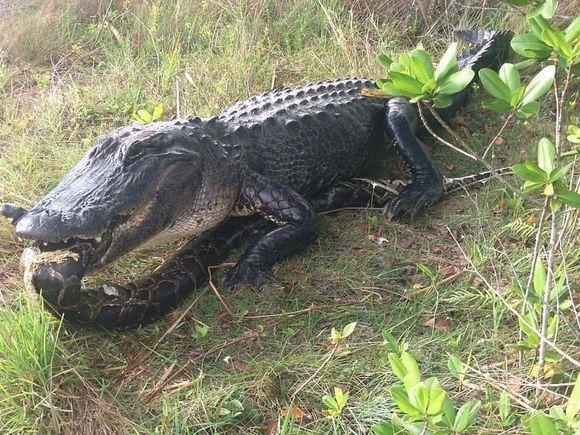 密河鳄吞食缅甸蟒.