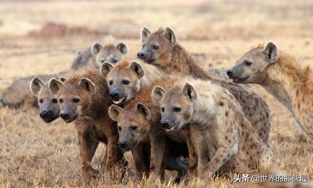 如果非洲一哥是虎群,那么鬣狗还敢像骚扰狮子一样对待老虎吗?