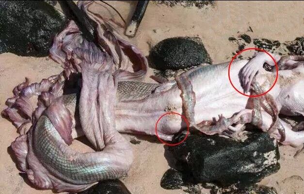 美人鱼真实存在吗揭秘美人鱼的真实事件