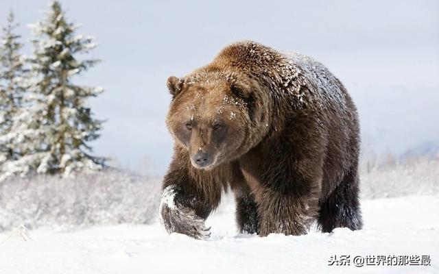 号称能完爆斯塔福的猎熊犬实际战斗力有多强真能猎熊吗