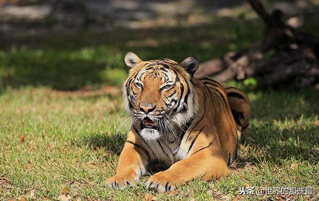 这种大猫是孟加拉虎的"最美变异",除了颜值高,体型也更大