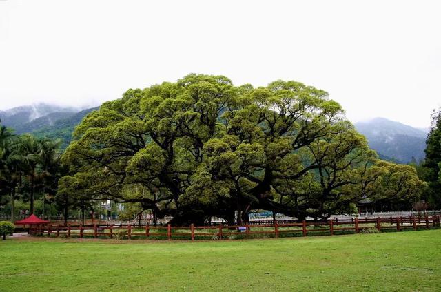 中国8大千年古树,最老一棵4000岁,世所罕见!