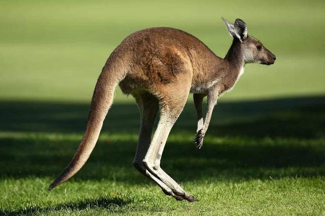 关于袋鼠的小知识你觉得它是左撇子还是右撇子