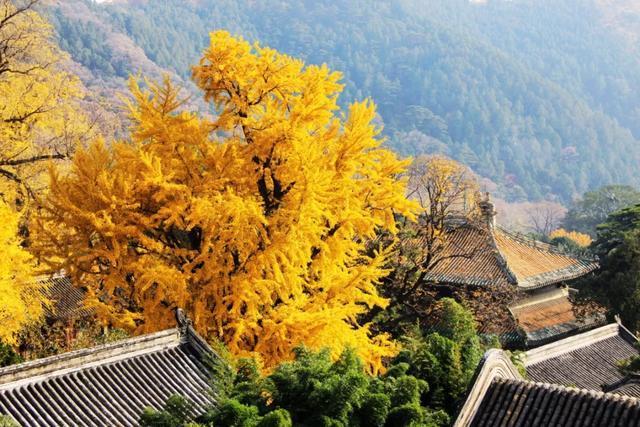 中国8大千年古树,最老一棵4000岁,世所罕见!