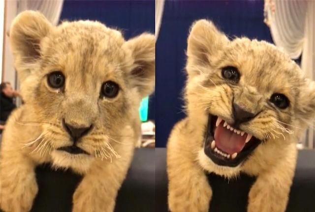 小狮子想狮吼立威,"嗷嗷~"萌音迷倒网友,王者形象瞬间掉漆