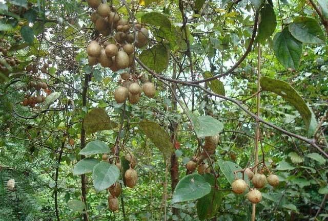 了一名方士,在他很小的时候,就经常听人们说,东边的海里有一座神仙岛