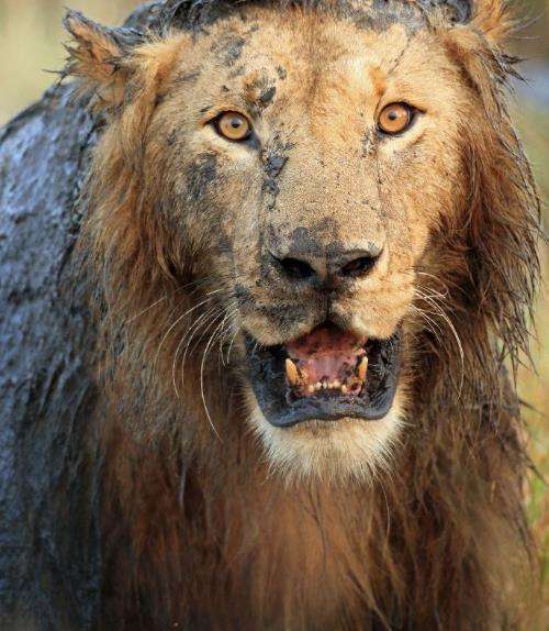世界上最丑的狮子图片