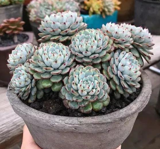 在家盆栽多肉蓝姬莲,多迎合3个习性,植株多头群生,状态好