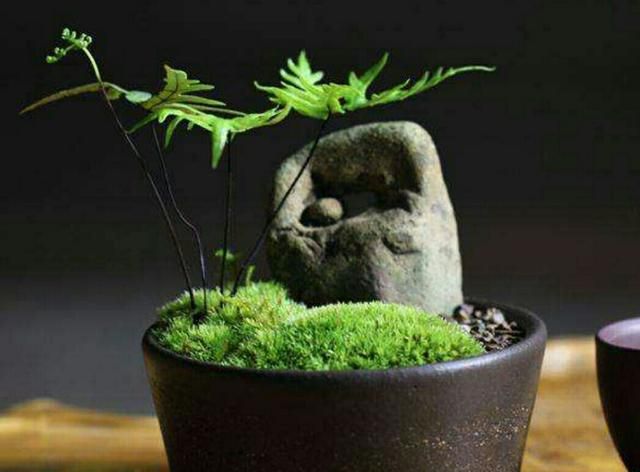 盆景表层养殖苔藓会更显自然