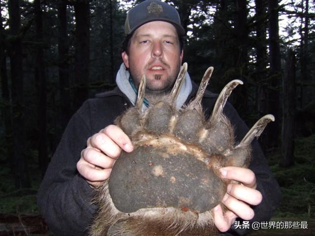 棕熊胆小易怒,它生气的时候,就连路边的小树都会遭殃,所以在与老虎